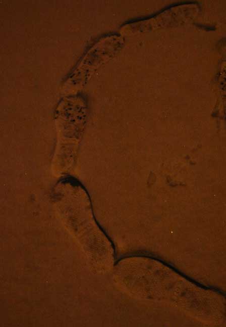 gal/CEEA_im_Schnee,_2009/HNG_005088.jpg