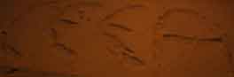 gal/CEEA_im_Schnee,_2009/_thb_HNG_005102.jpg